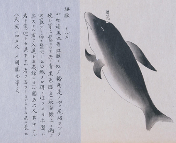 佐渡物産